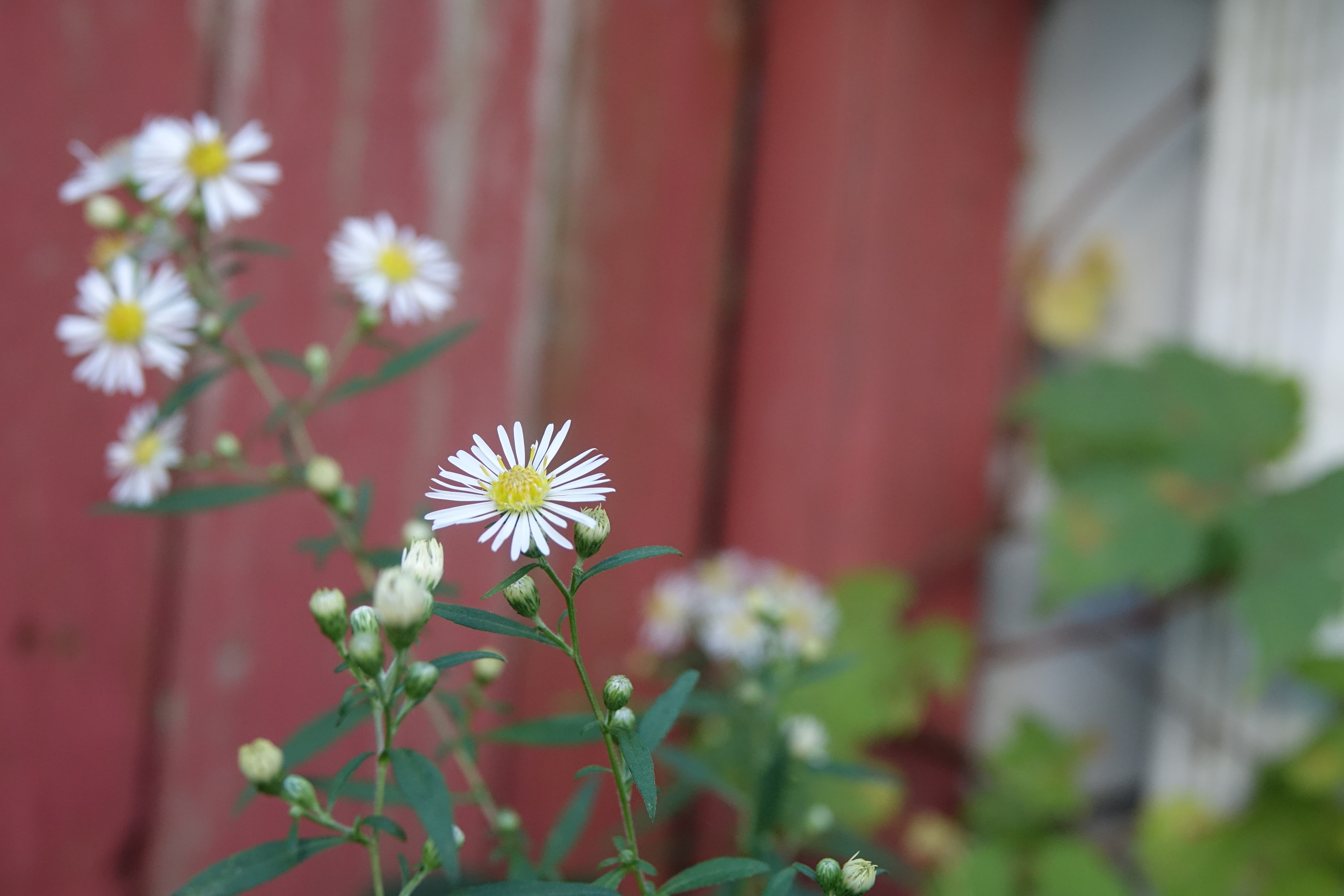 flower.jpg