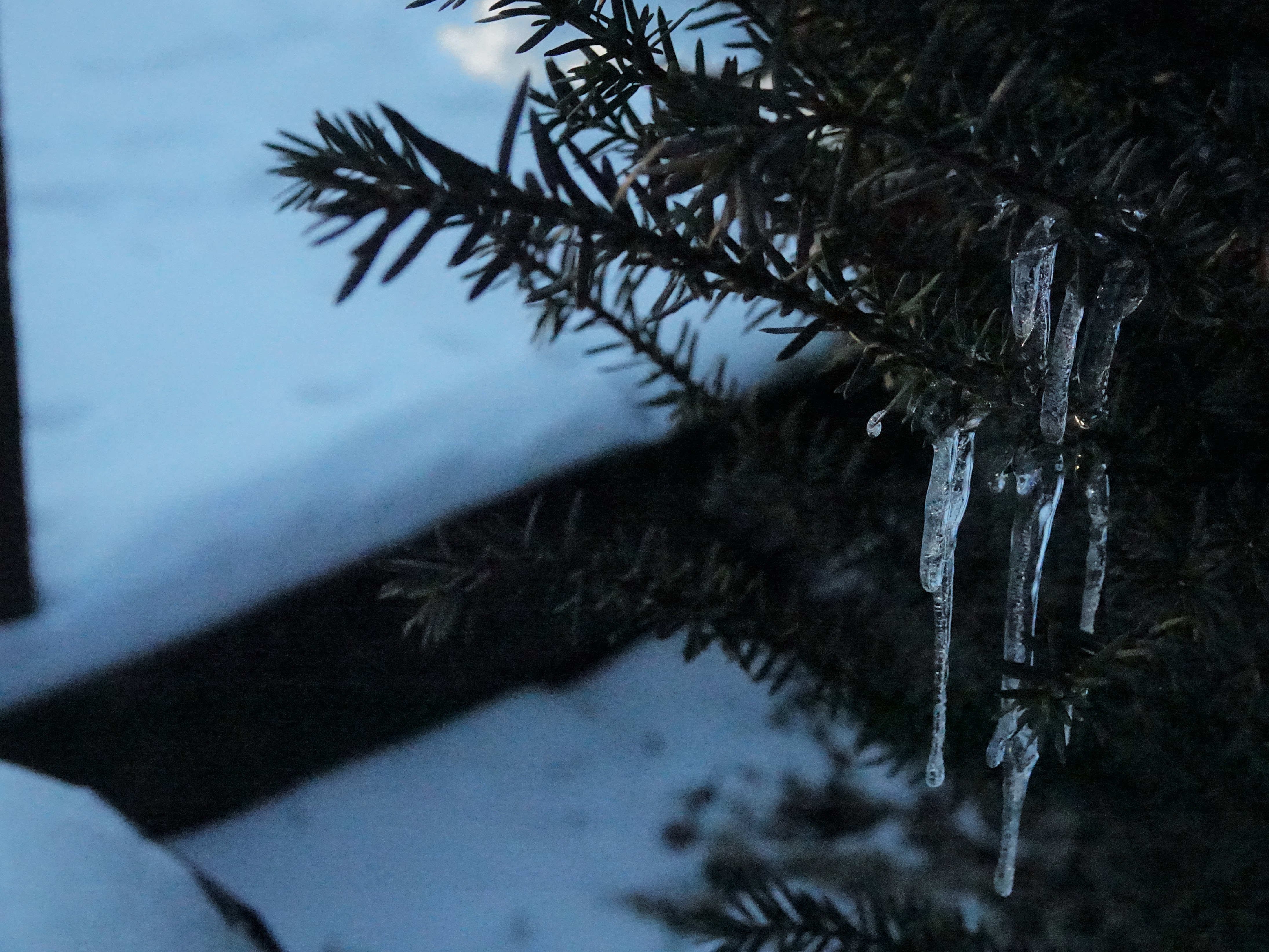 icicle.jpg